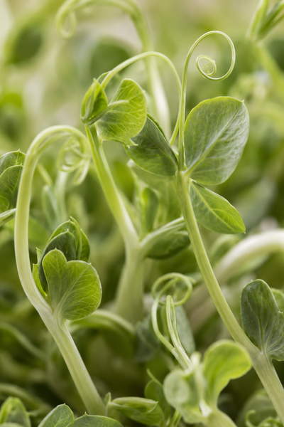 Pea Sprout Extract