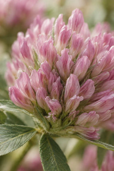 Acetyl Tetrapeptide-3 + Red Clover