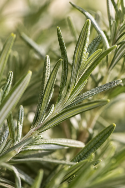 Rosemary Extract