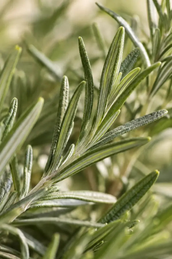 Rosemary leaves